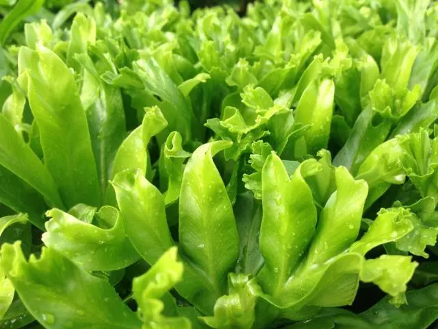 Asplenium Antiquum Leslie 7 Asplenium Antiquum Leslie - Image 5