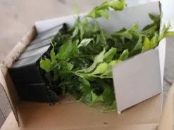 Duranta Repens 'Geisha Girl' -Plants in a Box Sales Shop IMG 8043 6c2b36fa 4b0a 45a5 8ddd 6dd593996a27