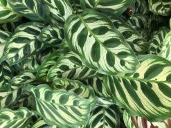 Calathea Makoyana -Plants in a Box Sales Shop IMG 8088 af643eb8 d2c1 4bf8 8e73 e8a14faf1e6f