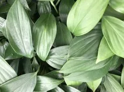 Rhaphidophora Decurvisa 85mm -Plants in a Box Sales Shop IMG 8107 618x458 crop center 2x.progressive 5af88b75 d33d 4527 b08f aca20594de60