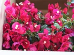 Bougainvillea Red Holly -Plants in a Box Sales Shop IMG 8141 5c6515b0 87e4 4be1 8d78 30962a7e4912