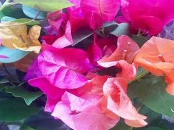 Assorted Box Of Bougainvillea -Plants in a Box Sales Shop IMG 8224 0c011d0d bcf8 43d0 8ce0 f9bcfe97e2f2