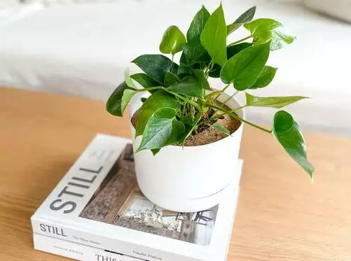 Anthurium Flowering Varieties - Pot + Plant + Soil 25 Anthurium Flowering Varieties - Pot + Plant + Soil - Image 23