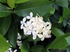 Ixora White Malay -Plants in a Box Sales Shop IMG 8547 2a546b70 3743 4ee8 8af1 48bbbc538213