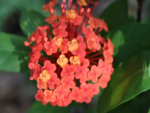 Ixora Prince Of Orange Medium Hedge Pack 7 Ixora Prince Of Orange Medium Hedge Pack - Image 5