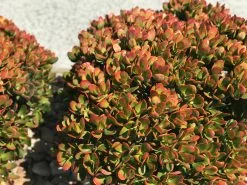 Crassula Ovata Red Edge - 85mm -Plants in a Box Sales Shop IMG 8625 217bafeb 387f 4a83 9d01 ea75ecd886c4