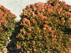 Crassula Ovata Red Edge -Plants in a Box Sales Shop IMG 8625 6e148bee b04f 4226 a014 fd456e0f05f7
