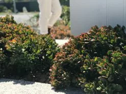 Crassula Ovata Red Edge - 85mm -Plants in a Box Sales Shop IMG 8628 3d8c6f37 1bbb 4129 8b20 c9ba2e870a2a