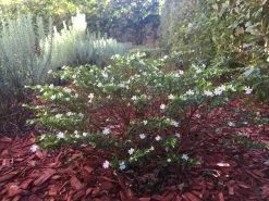 Cuphea Mexicana Compact White -Plants in a Box Sales Shop IMG 8632 bcdd94c2 5d48 4585 be36 58d382800a66