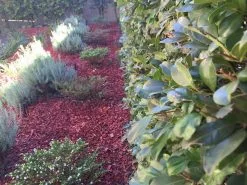 Cuphea Mexicana Compact White -Plants in a Box Sales Shop IMG 8633 4c8dd9bd def0 4010 af9d 893d392a8295