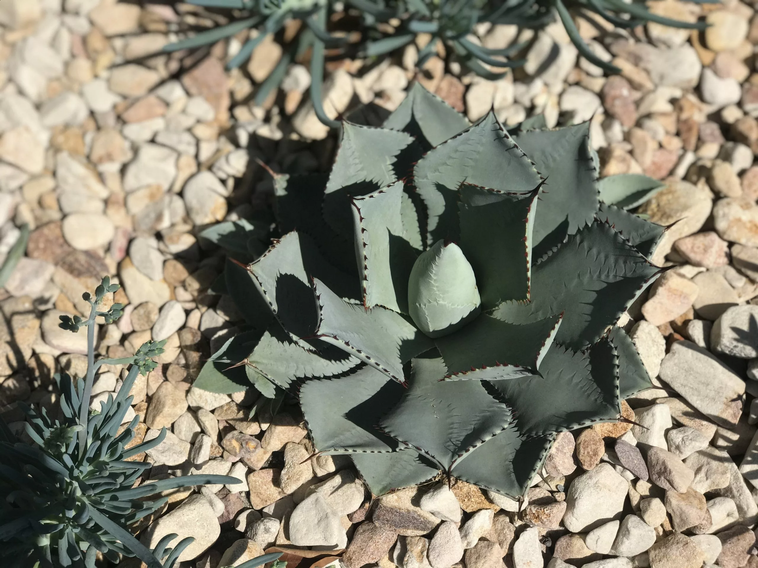 Agave Parryi Truncata 3 Agave Parryi Truncata