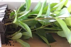 Ixora White Malay -Plants in a Box Sales Shop IMG 8833 7c665306 a143 480c ae4e 530547f040df