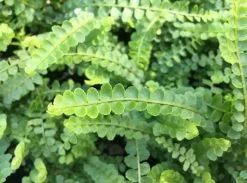 Nephrolepis Cordifolia Duffii 85mm -Plants in a Box Sales Shop IMG 8970 618x458 crop center 2x.progressive 68f85d57 6037 428a b93c dbe5d6711438