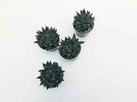 Aloe Aristata 4 Aloe Aristata - Image 2