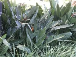 Strelitzia Reginae "Bird Of Paradise" -Plants in a Box Sales Shop IMG 9800 b67d46fa 1a41 41f8 8a53 0b40b0837b44