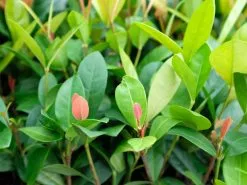 Ixora Coral Malay -Plants in a Box Sales Shop IXOCOM1 RS cb874252 e746 48de 9e95 e302adf49c63