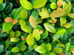 Ixora Coral Malay -Plants in a Box Sales Shop IXOCOM2 RS ebfb5a02 f35b 4812 993a d4e76c6d432e