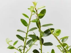 Japanese Holly Upright (Ilex Crenata Schwoebel) -Plants in a Box Sales Shop IlexCrenataSchwoebel detail 96a46906 05e4 4acc 9603 0e0430c36e4c