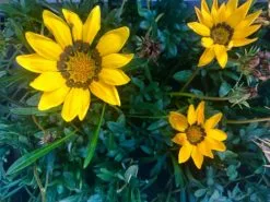 Gazania Rigens Yellow ðŸŒ» -Plants in a Box Sales Shop ImagefromiOS 4 f8adfb71 5ca9 46a4 b150 79e0554c262a