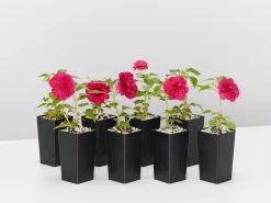 Impatiens Walleriana Fiesta Bonita Burgundy Double