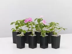 Impatiens Walleriana Fiesta Stardust Lavender