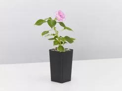 Impatiens Walleriana Fiesta Stardust Lavender -Plants in a Box Sales Shop ImpatiensStardustLavender single 7ab9088a 1980 4d24 a318 90baeefdbced