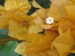 Bougainvillea Inca Gold -Plants in a Box Sales Shop Inca Gold3