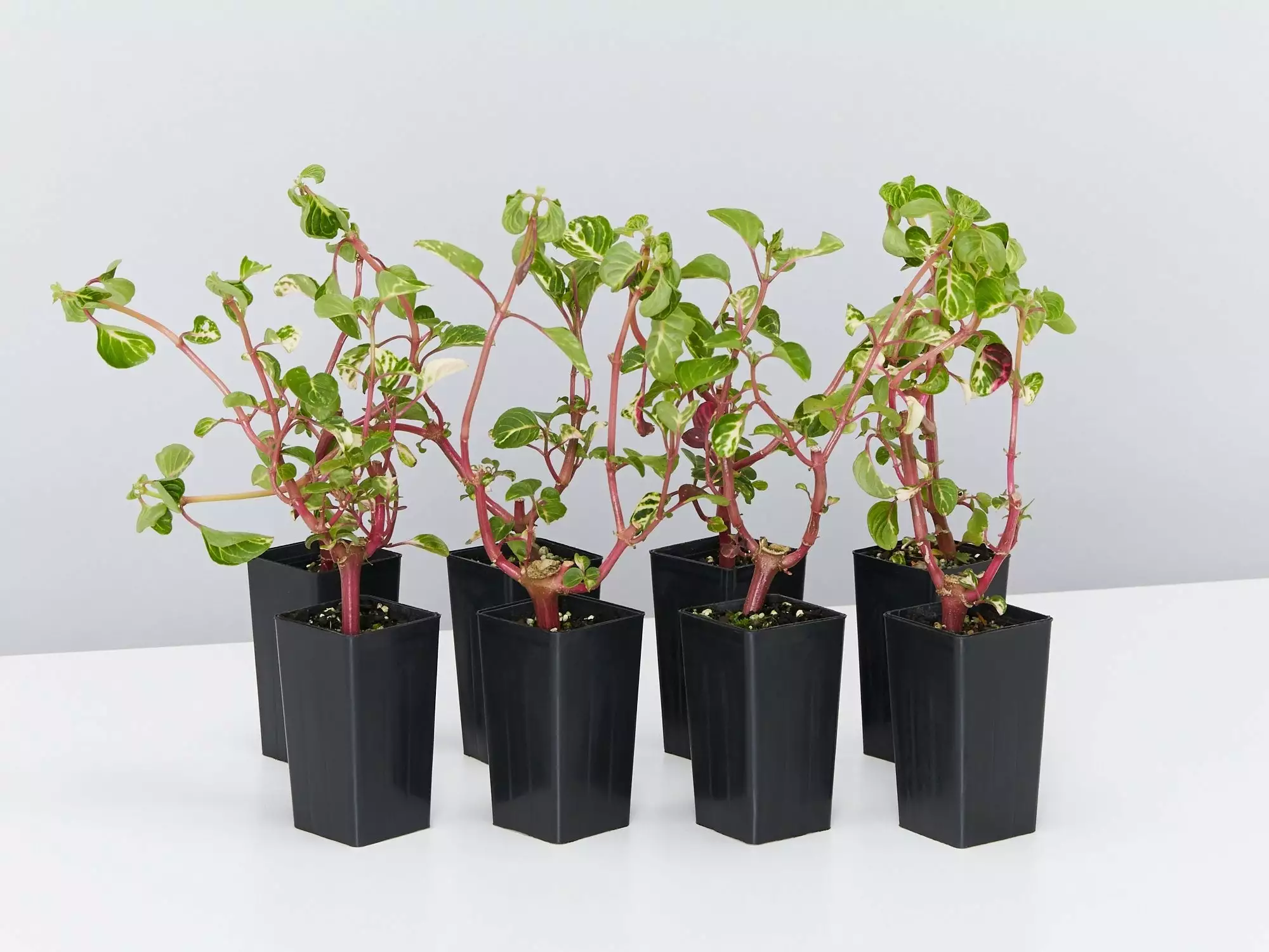 Iresine Herbstii 3 Iresine Herbstii