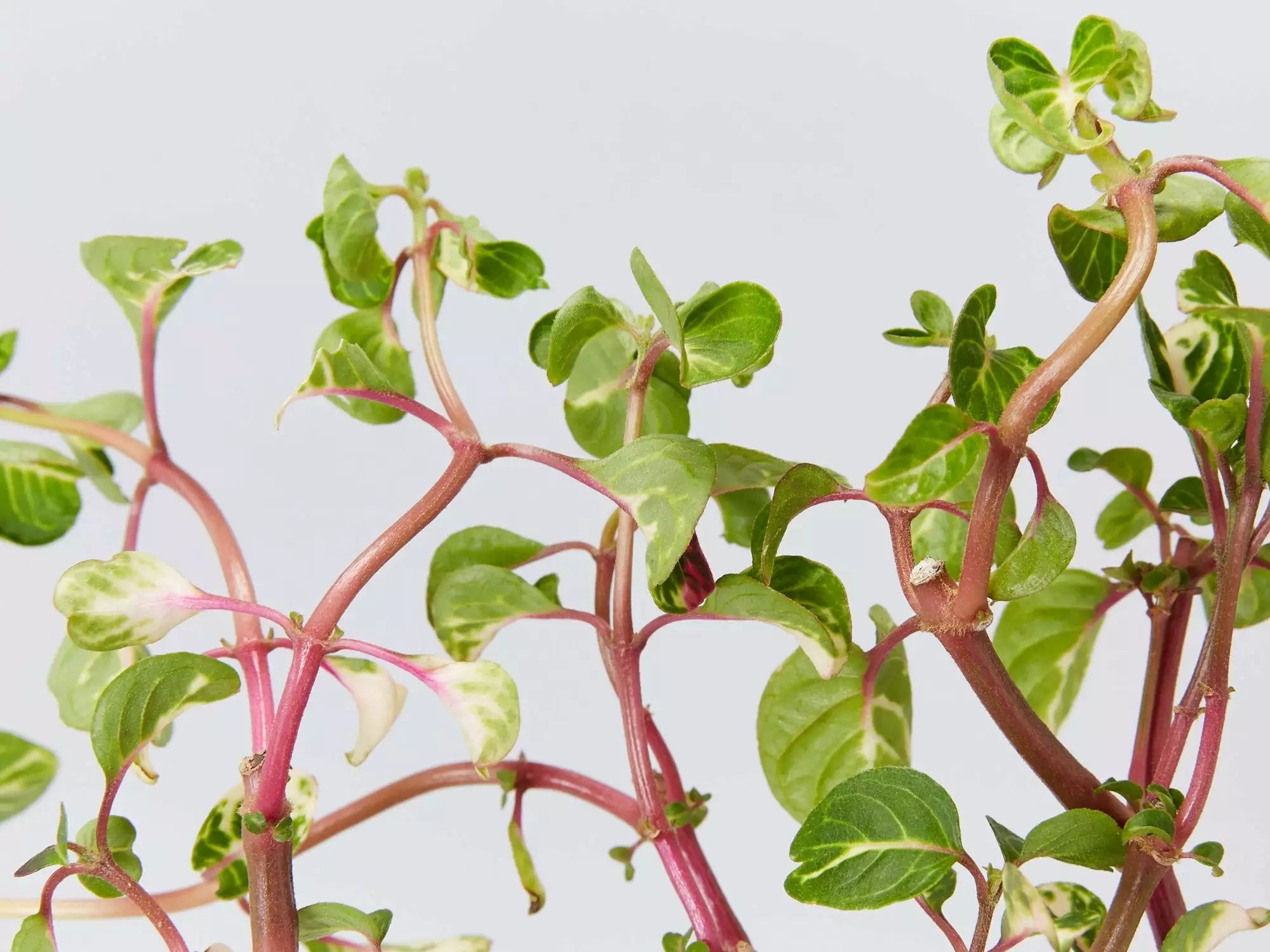 Iresine Herbstii 4 Iresine Herbstii - Image 2