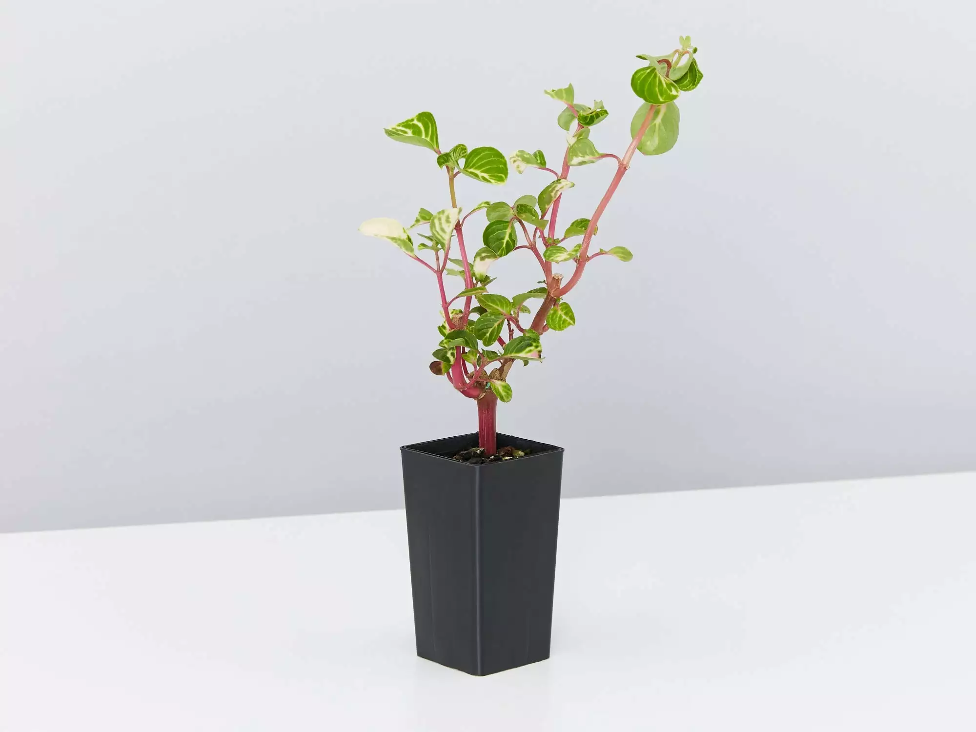 Iresine Herbstii 5 Iresine Herbstii - Image 3