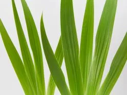 Iris Reticulata Dwarf Blue -Plants in a Box Sales Shop IrisReticulataDwarfBlue detail ddb20161 fb3e 4ce5 8305 29e5fd02d262