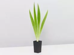 Iris Reticulata Dwarf Blue -Plants in a Box Sales Shop IrisReticulataDwarfBlue single 45aad4a5 b666 4cff 8611 a04721d47ae3