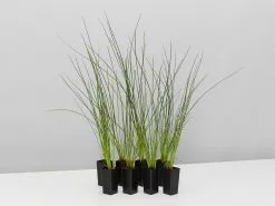 Isolepis (Ficinia) Nodosa