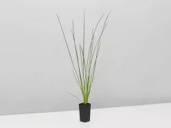 Isolepis (Ficinia) Nodosa -Plants in a Box Sales Shop IsolepisFiciniaNodosa single 901a60d5 decf 4cb7 89da ae5ae4bb631f