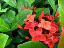 Ixora Coccinea Coral Fire -Plants in a Box Sales Shop IxoraCoralFire Overhead01 d0bf2710 4aa3 49df 8fc9 cf6eb5e2d7b1