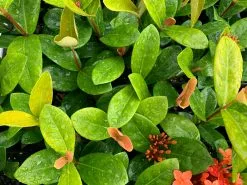Ixora Coccinea Coral Fire -Plants in a Box Sales Shop IxoraCoralFire Overhead02 54319cdf b232 418e b6fd d7c2779ef666