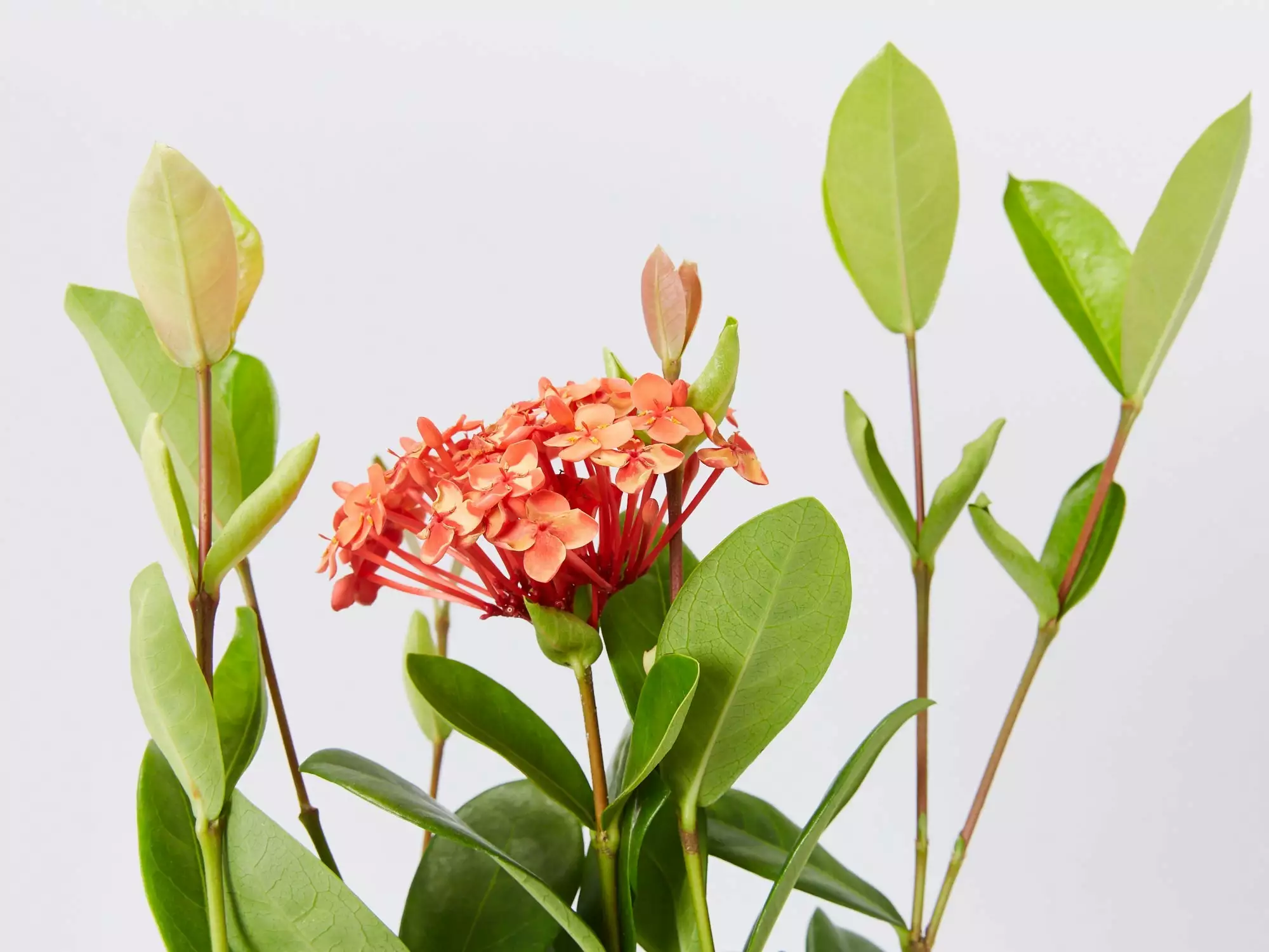 Ixora Prince Of Orange Medium Hedge Pack 4 Ixora Prince Of Orange Medium Hedge Pack - Image 2