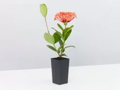 Ixora Coccinea Coral Fire -Plants in a Box Sales Shop IxoraCoralFire single 7c67d5b1 fd4a 4e31 ab9a 991671c61011