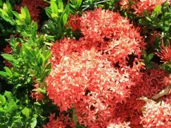 Ixora Coccinea Coral Fire -Plants in a Box Sales Shop IxoraCoralFlower 1947aab1 9b9e 4de1 b993 d123008c7ac4