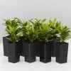 Ixora Dwarf Orange -Plants in a Box Sales Shop IxoraDwarfOrange 8plants bb795edb 4187 4617 8edf 1afd41dd25dc