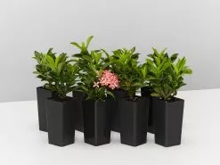 Ixora Dwarf Pink