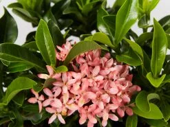 Plants in a Box Sales Shop -Plants in a Box Sales Shop IxoraDwarfPink detail 950c72d1 3990 468a bdf8 c35c5a16d349