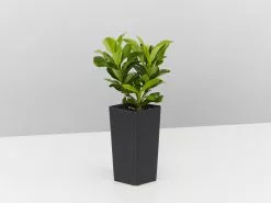 Ixora Dwarf Pink -Plants in a Box Sales Shop IxoraDwarfPink single c0ad6083 00ed 4839 a110 cc5777fb726f