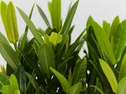 Ixora Dwarf Red -Plants in a Box Sales Shop IxoraDwarfRed detail 3d48cac7 4694 4d3e 84d1 767c642ab42d