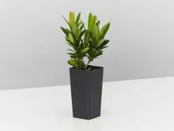 Ixora Dwarf Red -Plants in a Box Sales Shop IxoraDwarfRed single f03e6826 0b21 4c9f aaff ba0c0edc15ff