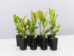 Ixora Prince Of Orange Medium Hedge Pack