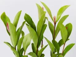 Ixora Prince Of Orange Medium Hedge Pack 11 Ixora Prince Of Orange Medium Hedge Pack -Plants in a Box Sales Shop IxoraPrinceOfOrange detail c27a8123 0278 4316 867e d57ff740a677