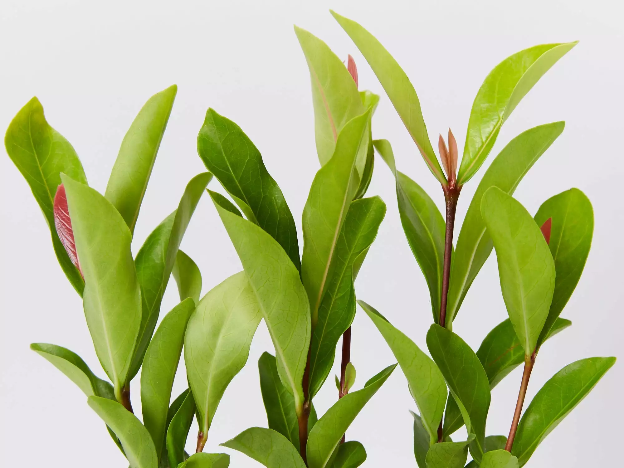 Ixora Prince Of Orange Medium Hedge Pack 6 Ixora Prince Of Orange Medium Hedge Pack - Image 4