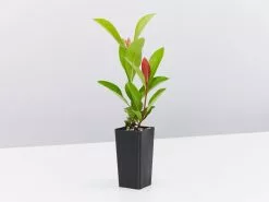 Ixora Prince Of Orange Medium Hedge Pack 10 Ixora Prince Of Orange Medium Hedge Pack -Plants in a Box Sales Shop IxoraPrinceOfOrange single e39635e2 1179 43fe b70b b377243c9161