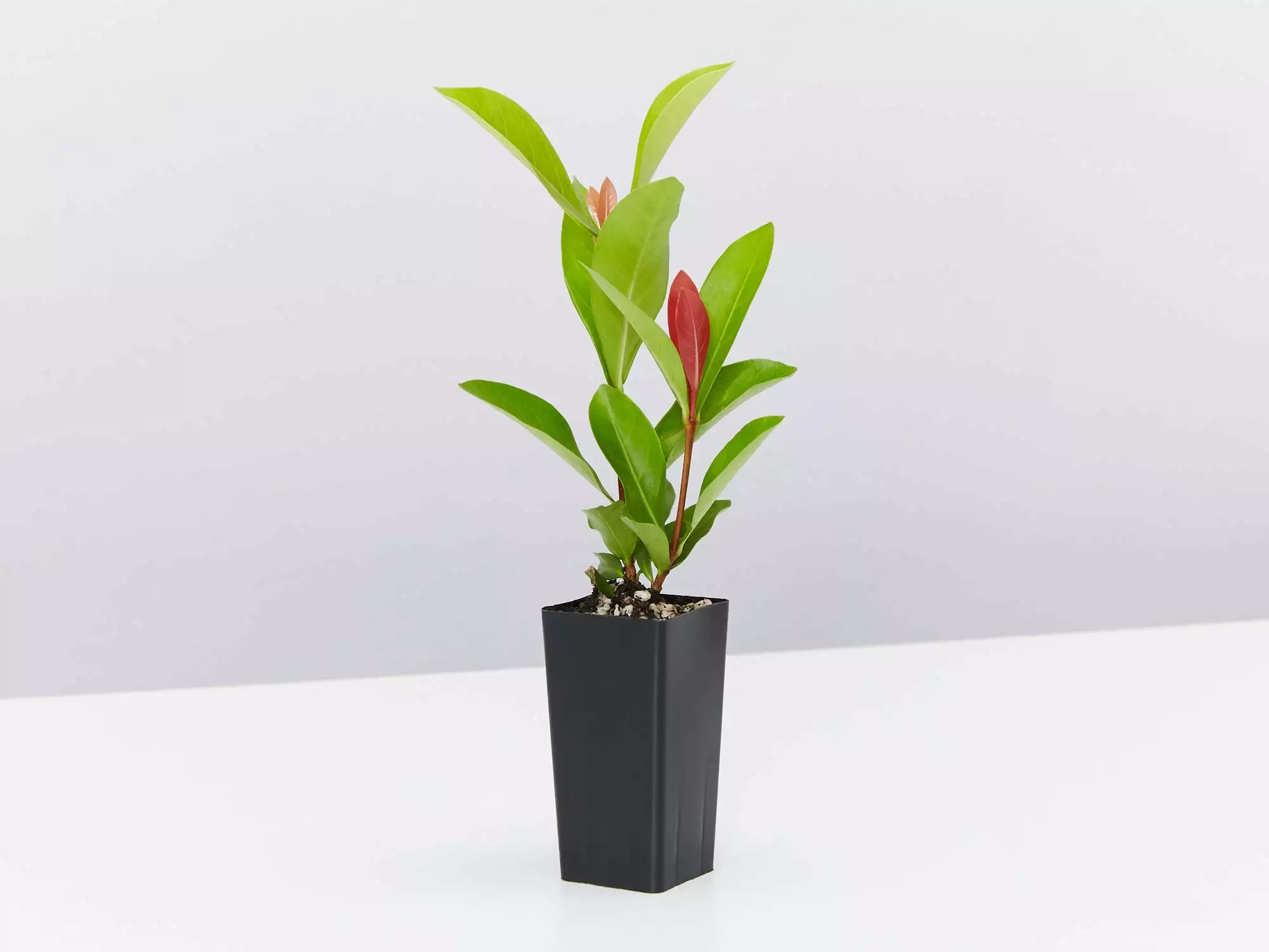 Ixora Prince Of Orange Medium Hedge Pack 5 Ixora Prince Of Orange Medium Hedge Pack - Image 3